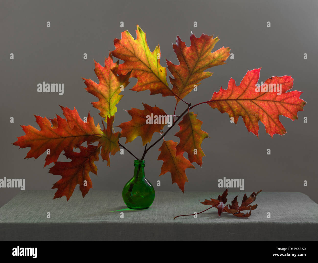 Ancora in vita con foglie di autunno. ramo di quercia. colori autunnali. autunno bouquet. Foto Stock