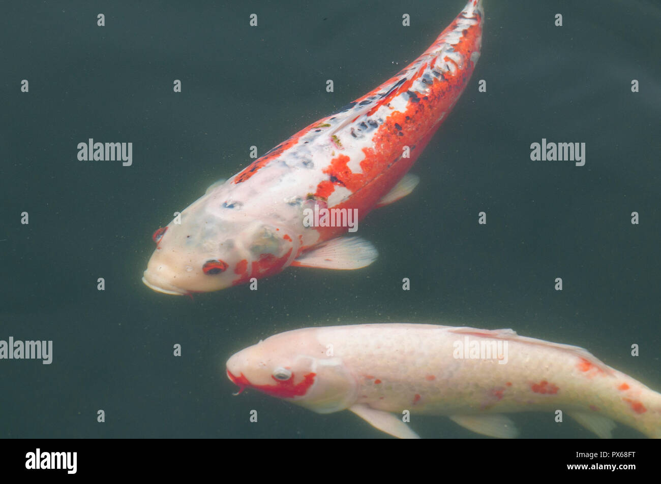 Koi in Lotus Pond in Nunnery Chi Lin e Nan Lian Garden, Kowloon, Hong Kong, Cina. Foto Stock