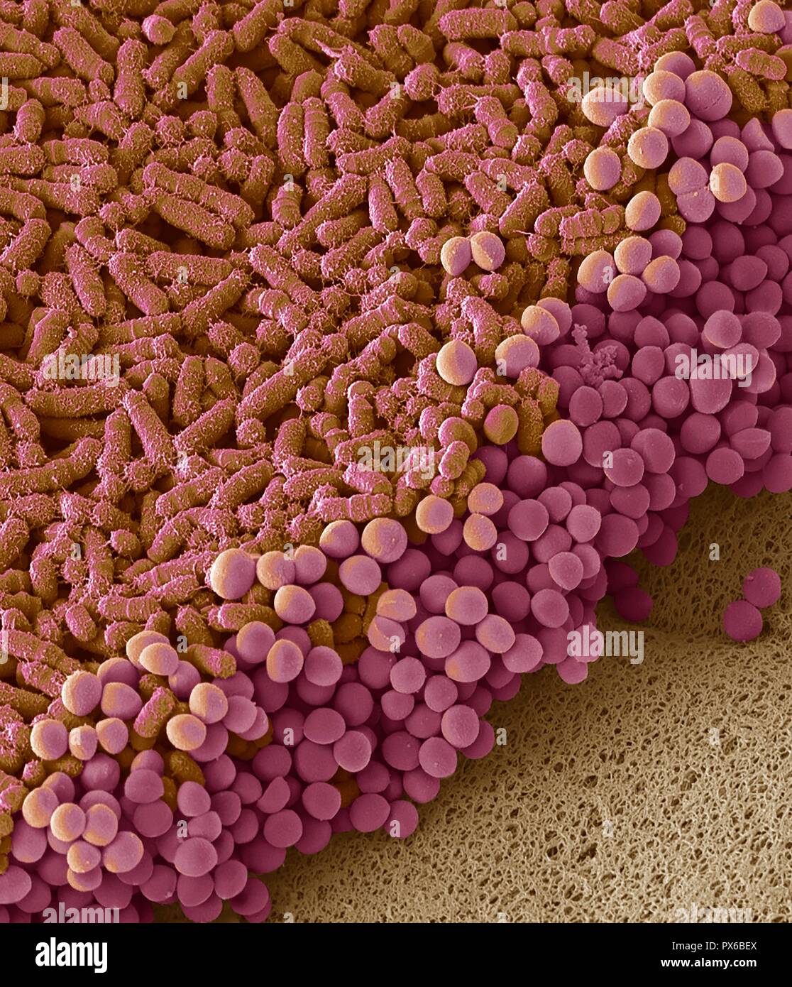 Batteri fecali. Micrografia al microscopio elettronico a scansione (SEM) di  batteri coltivati da un campione di feci umane. Almeno il 50 per cento  delle feci umane è costituito da batteri versato dall'intestino.