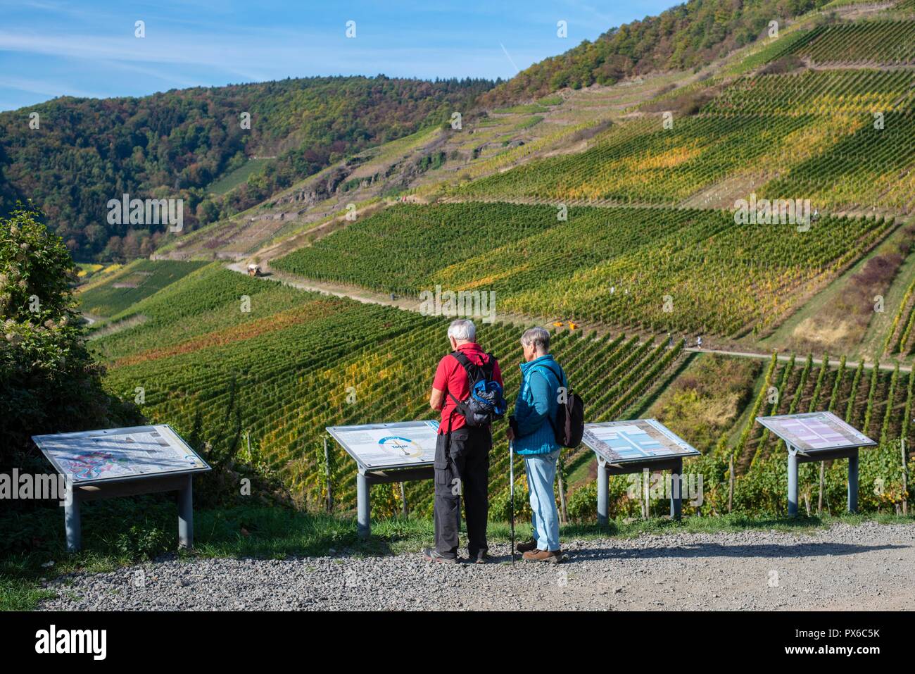 Mayschoss, Valle dell'Ahr, Germania. 10-17-2018. Giovane studiando le schede di informazioni sul vino che crescono lungo il popolare red-wine-trail (Rotweinwanderw Foto Stock