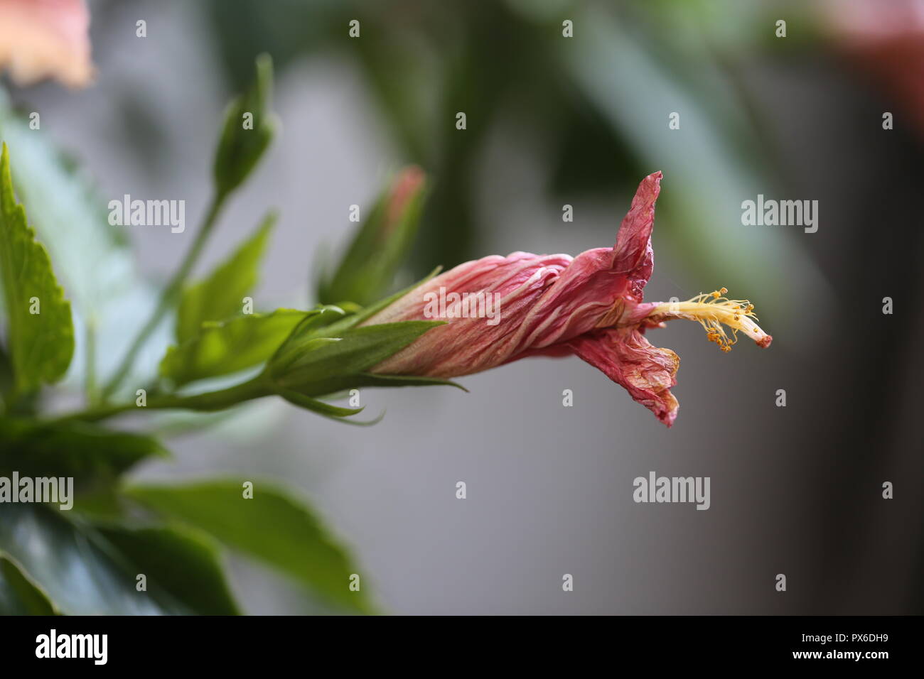 Rosso di fiori di ibisco appassire. Red Hibiscus rosa-sinensis fiore inizia ad appassire dopo la fioritura, lentamente degenerante. I petali sono chiusi e ritorto. Foto Stock