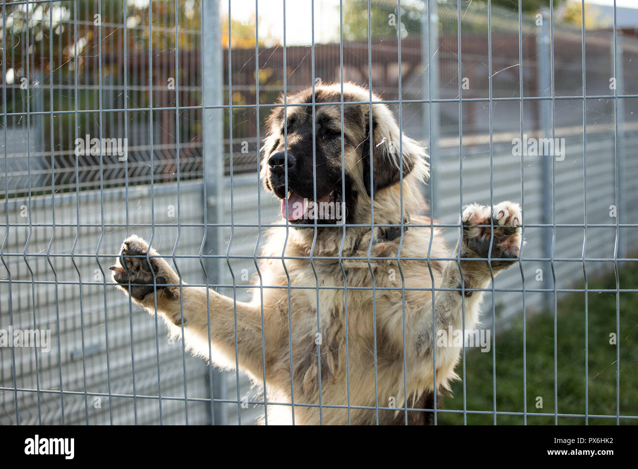 Pastore del Caucaso cane cane dietro il rifugio bar Foto Stock