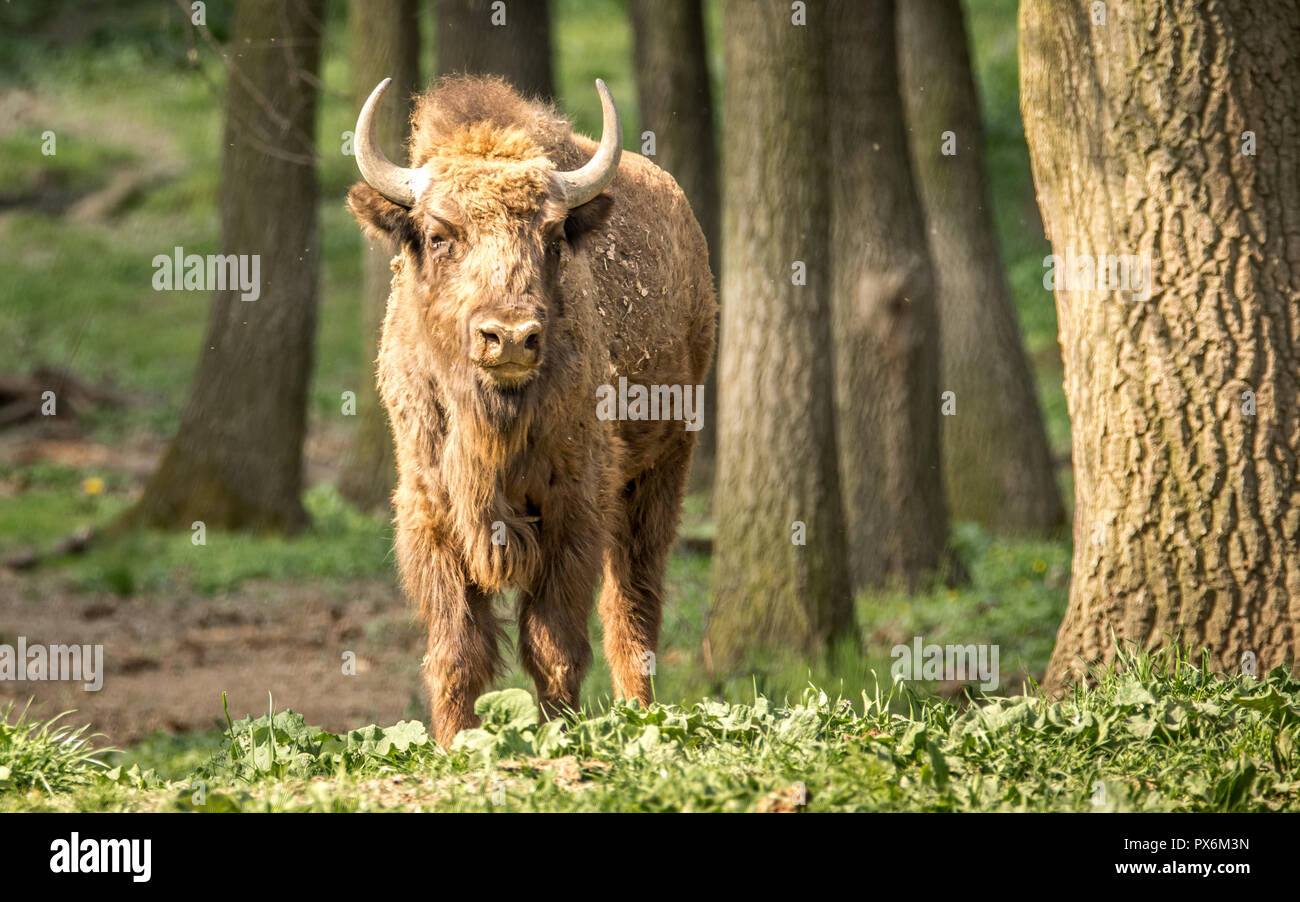 Il bisonte europeo, noto anche come wisent o il legno europea bison. Foto Stock