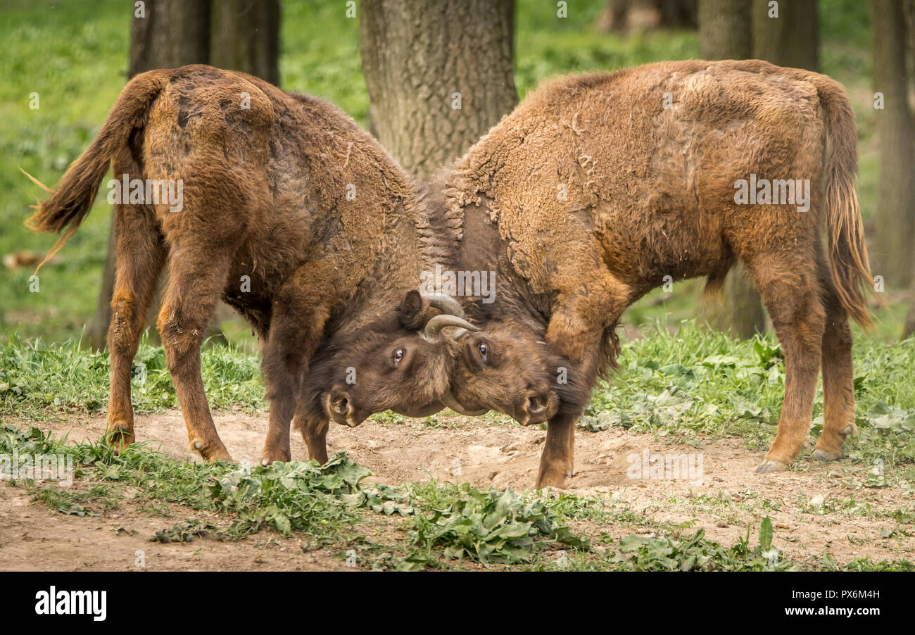 Il bisonte europeo, noto anche come wisent o il legno europea bison. Foto Stock