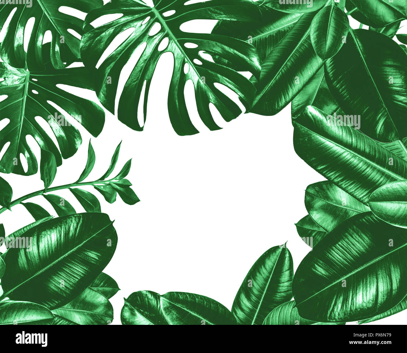 Monocromatico a foglia verde telaio di tessitura isolata con sfondo bianco e del luogo per il testo Foto Stock
