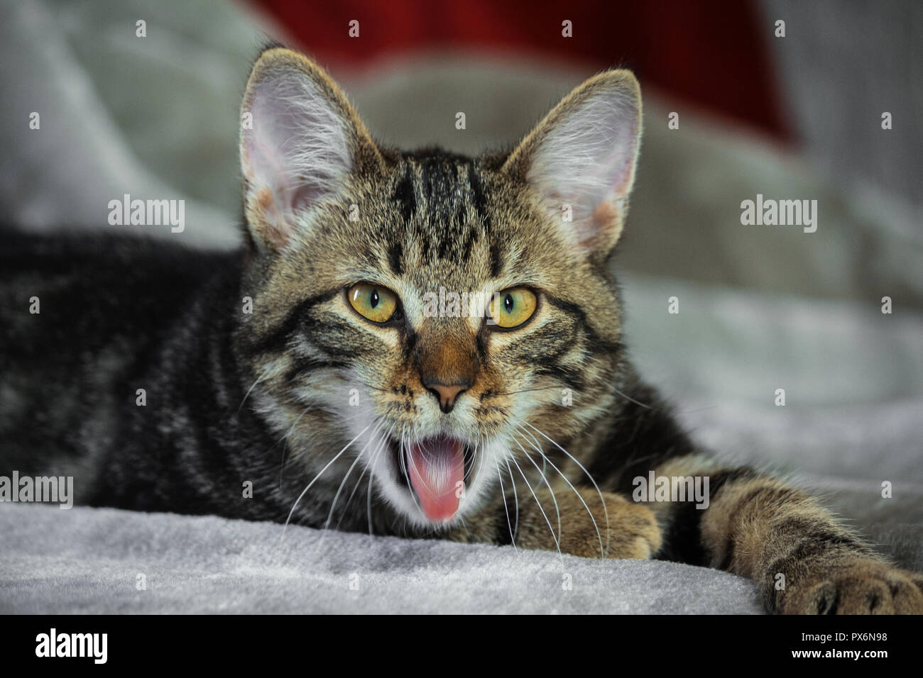 Piccolo mongrel striped kitten giacente su stomaco, zampe anteriori estesi, muso è nella fotocamera,guardando dritto, giallo con occhi verdi, arancione naso, animale Foto Stock