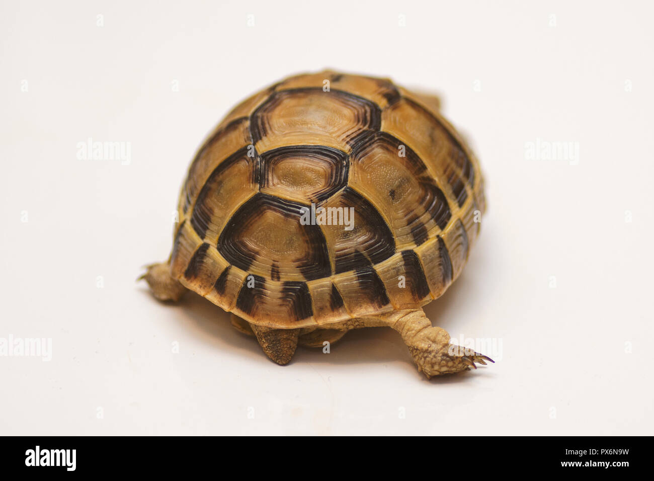 Baby tartaruga. piccola tartaruga. Capo footed tartaruga. turtle isolati su sfondo bianco - push up Foto Stock
