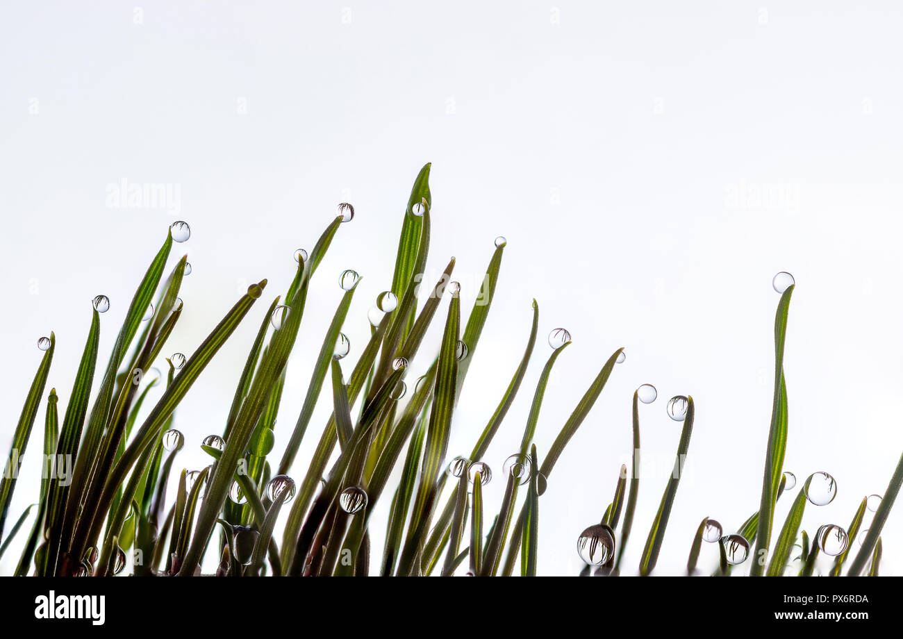 Bella erba e foglie, sfondo bianco con rugiada di piccole gocce di acqua e gocce closeup macro Foto Stock
