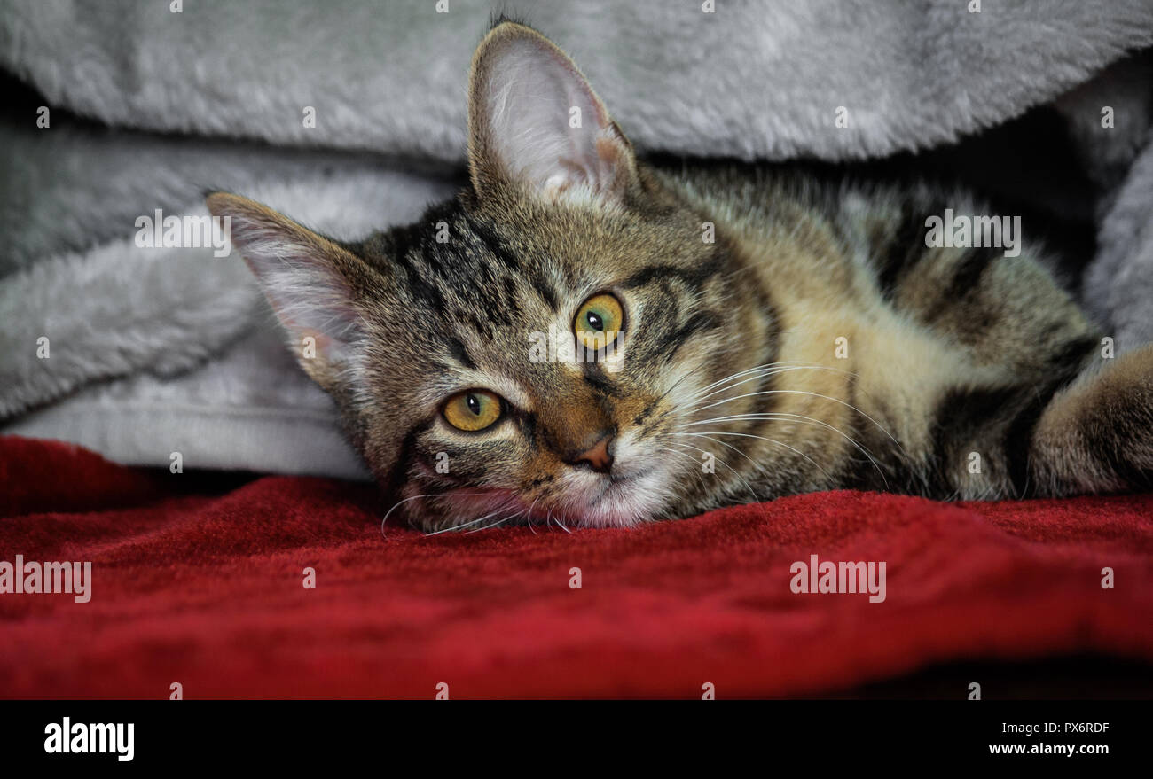 Piccolo mongrel striped kitten giacente sul suo lato, giallo con occhi verdi, arancio Becco, animale in un lucido grigio plaid giacente su un tappeto rosso, coperto Foto Stock