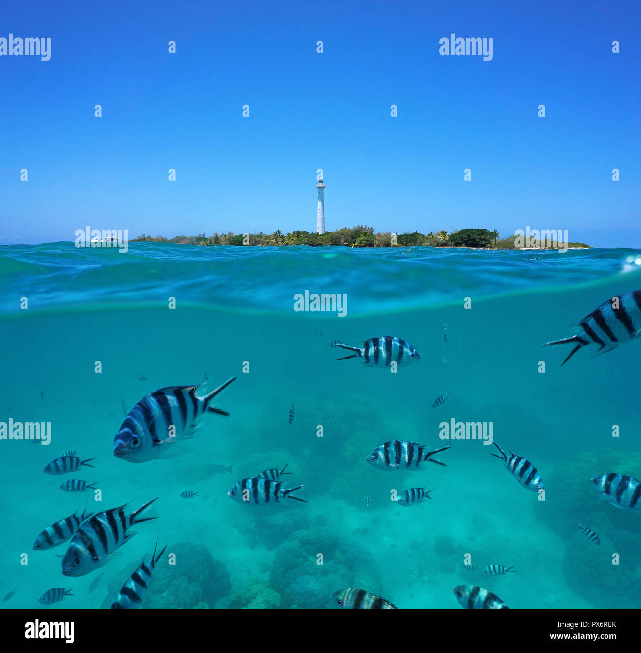 Sergente Scissortail pesce subacquei con Amedee isola e faro, vista suddivisa a metà al di sopra e al di sotto della superficie dell'acqua, Nuova Caledonia, Sud Pacifico Foto Stock
