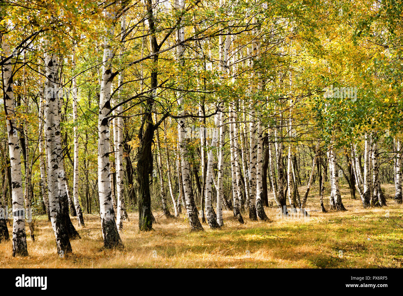 Autunno in scena con alberi e giallo di foglie colorate Foto Stock