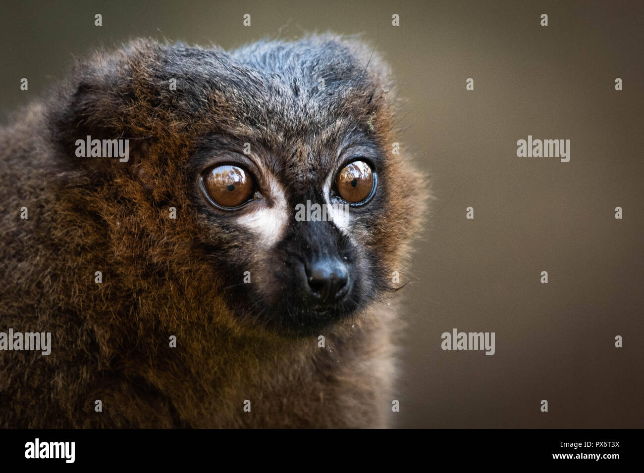 Primo piano di un lemure marrone occhi spalancati fissando in anticipo Foto Stock