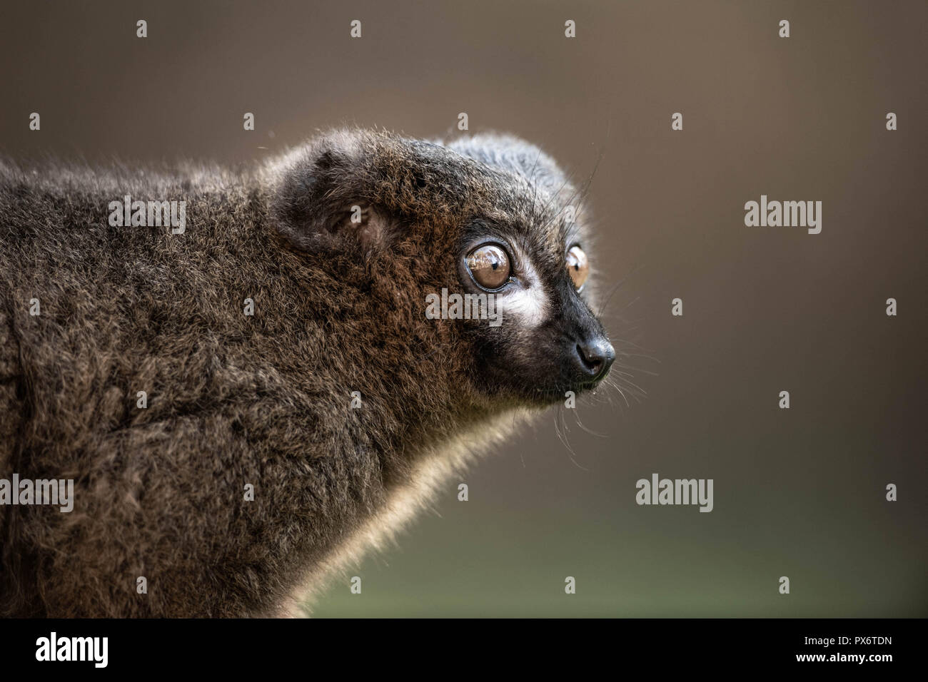 Primo piano di un lemure marrone occhi spalancati fissando in anticipo Foto Stock