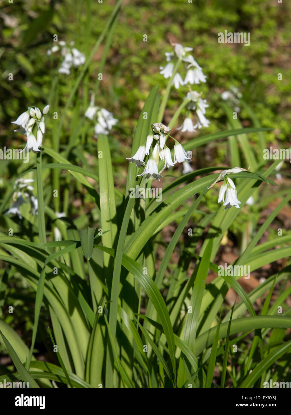 Allium triquetrum - Tre-monopolizzato il porro Foto Stock
