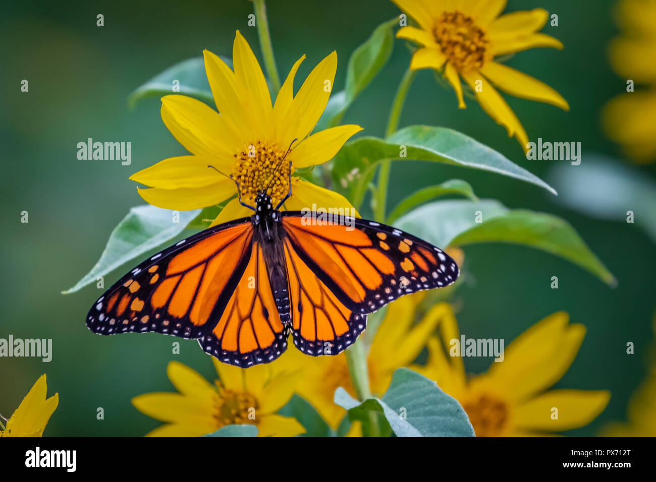 Una farfalla monarca (Danaus plexippus) arroccato su di girasoli Foto Stock