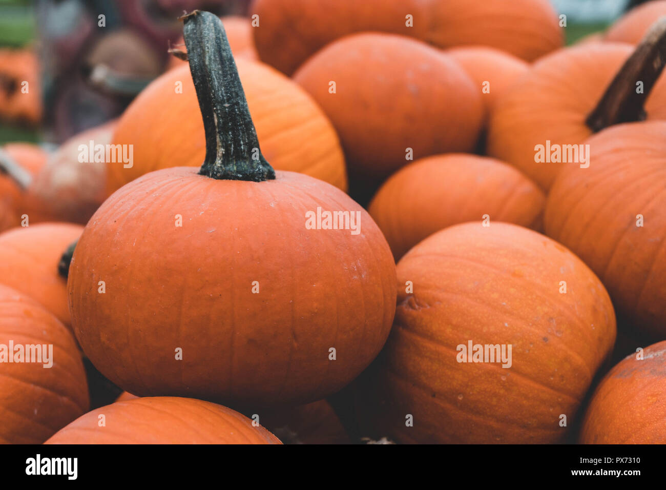 Pile e pile di zucca. Ci sono una vasta varietà di zucche grazioso! Perfetto per caduta sfondi. Foto Stock