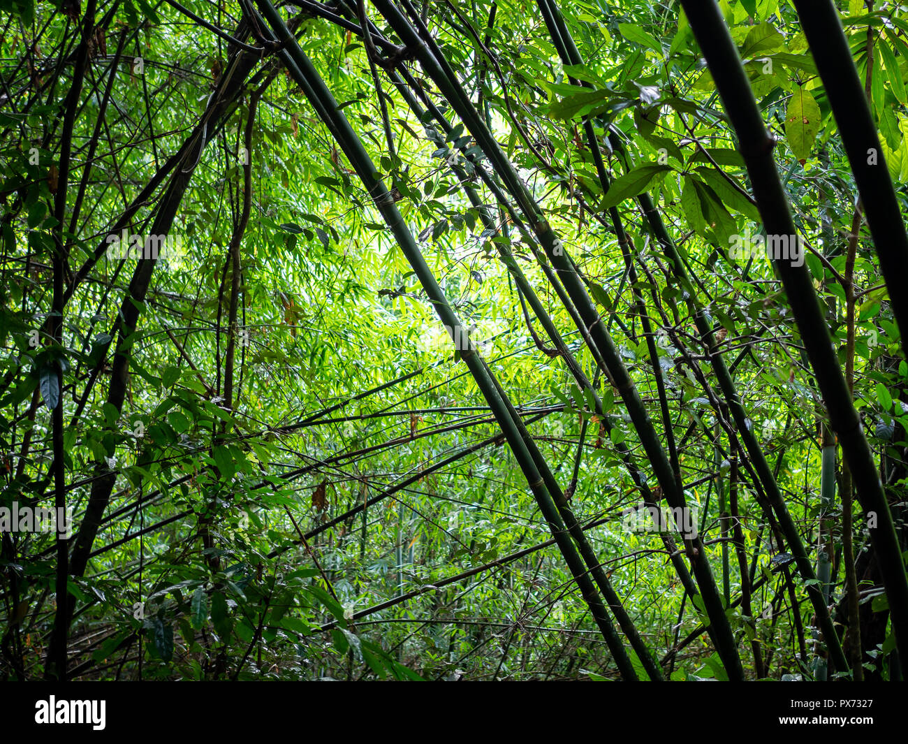 Silhouette di bambù nella foresta pluviale dello sfondo con la ...