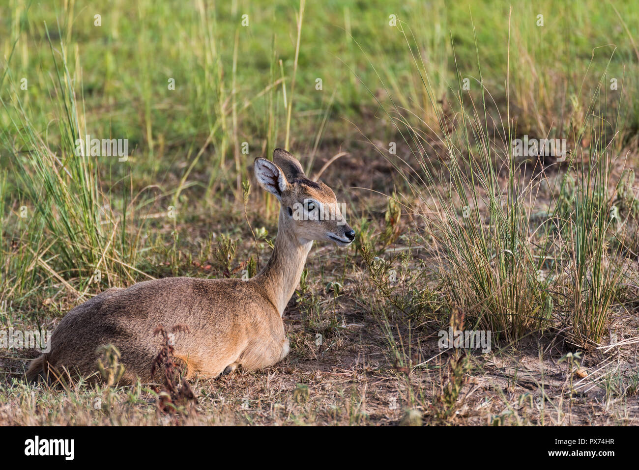 Impala Antelope a Murchison Falls National Park riserva safari in Uganda - La perla dell Africa Foto Stock