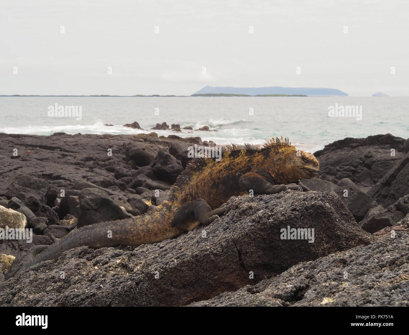 Iguana su Isla Isabela, Galapagos, Ecuador Foto Stock