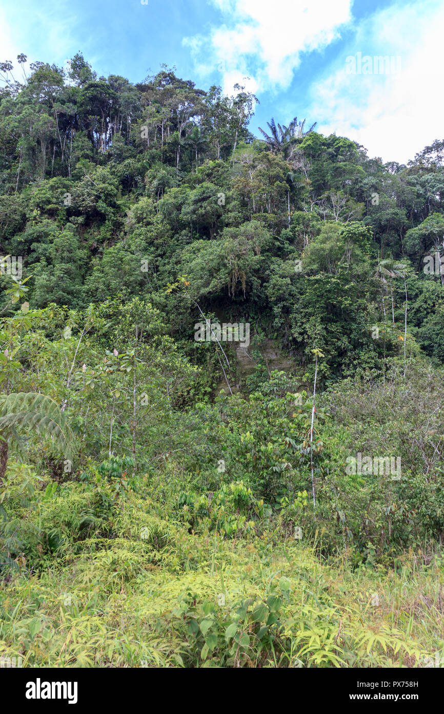 Verde e lussureggiante foresta amazzonica in Ecuador america del sud Foto Stock