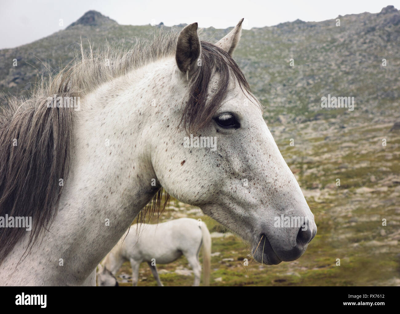 Close up white horse head Foto Stock