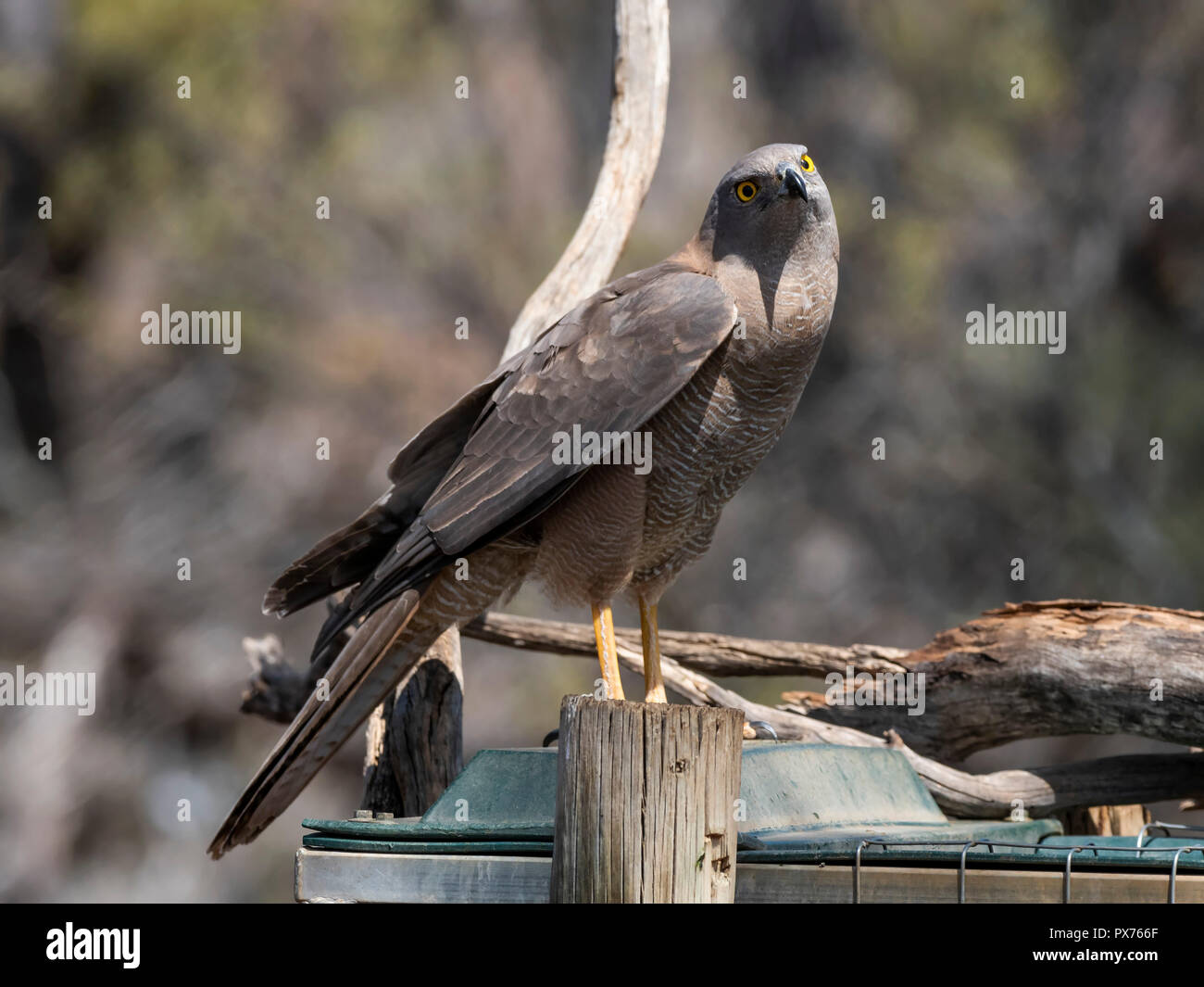 Lo Sparviero a collare (Accipiter cirrocephalus) gara 'cirrocephalus' Foto Stock