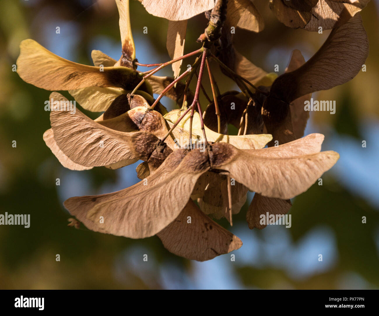 Acero di monte semi pronto a scendere Foto Stock