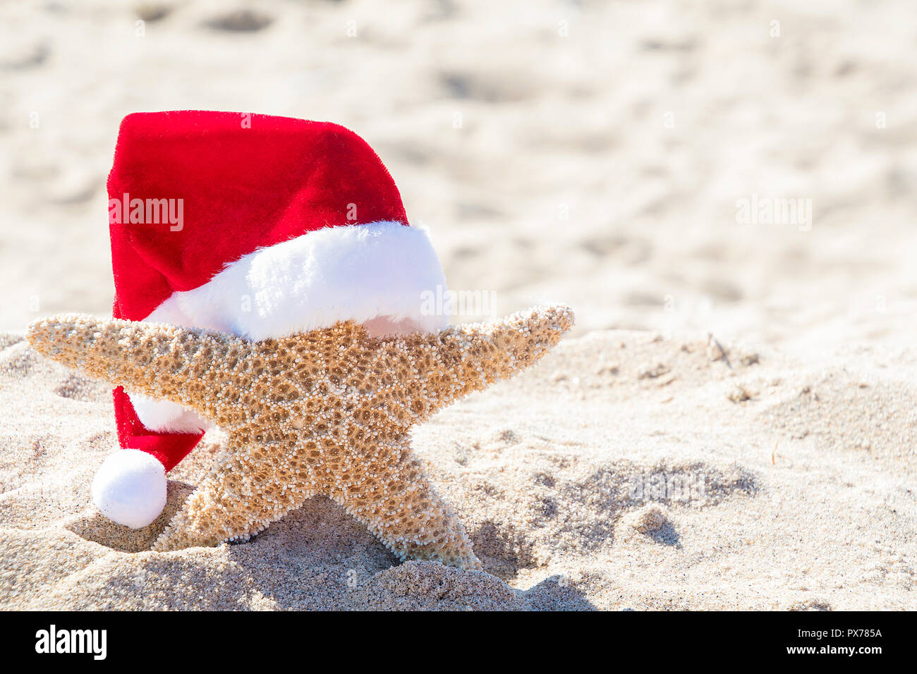 Close up della stella di mare nella spiaggia di sabbia di indossare il bianco e il rosso un peloso Christmas Santa hat Foto Stock