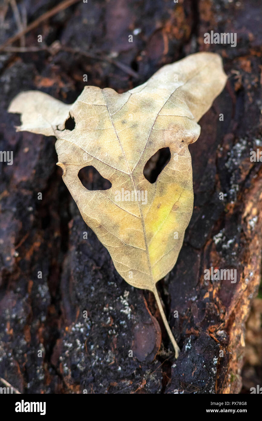 Faccia male in foglia caduta - North Carolina, STATI UNITI D'AMERICA Foto Stock
