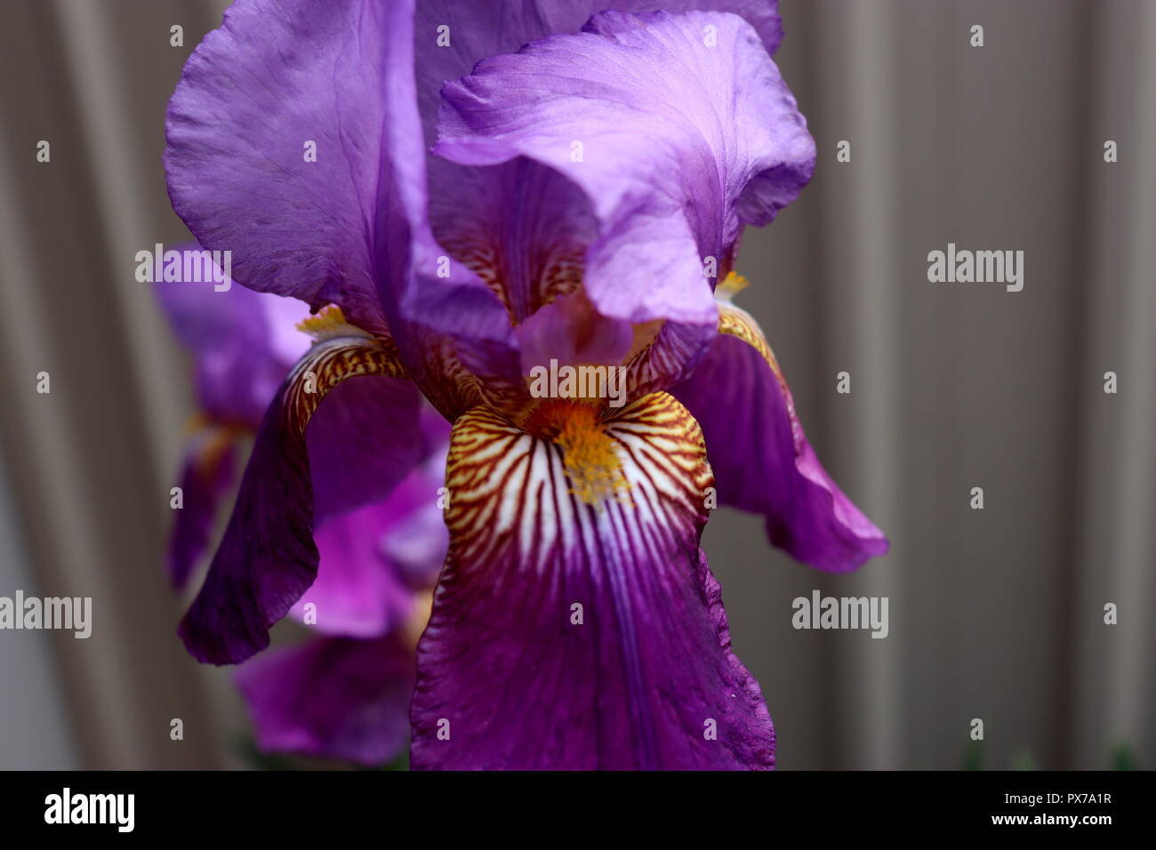 Close up Royal Purple Iris foto: preso in un giardino nel cortile, questa immagine sarebbe guardare grande su calendari, biglietti o quant'altro. Foto Stock