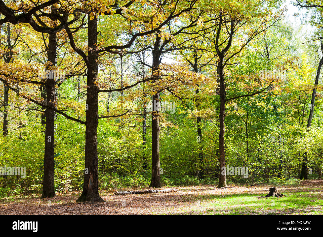 Querce sulla radura nel bosco di Timiryazevsky Park nella soleggiata giornata di ottobre Foto Stock