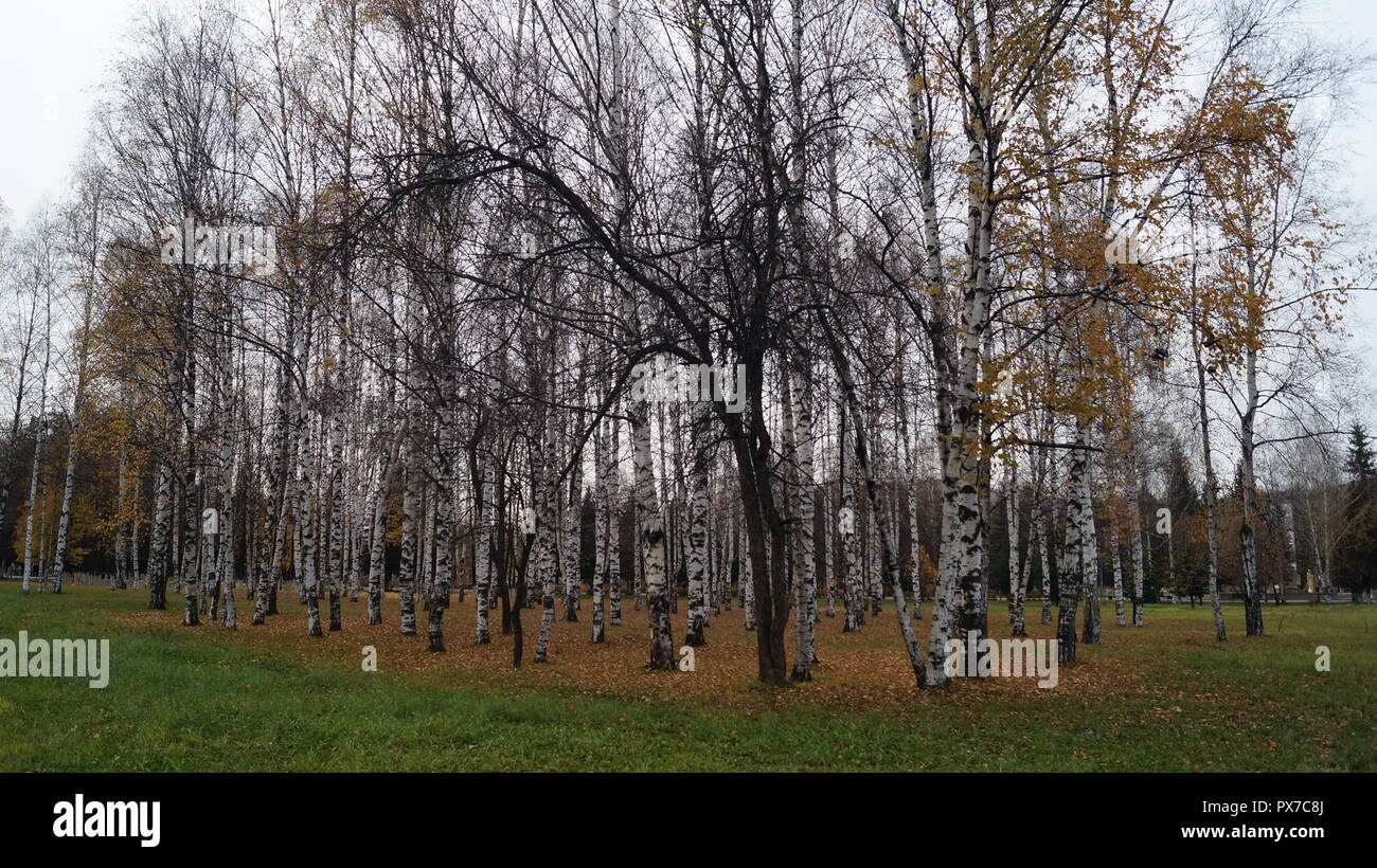 Il parco della città in autunno in Siberia, condizioni atmosferiche avverse, alla fine di ottobre Foto Stock