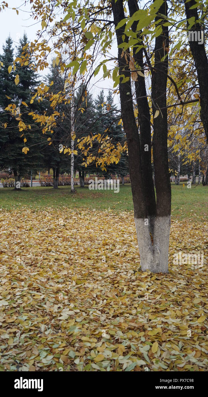 Il parco della città in autunno in Siberia, condizioni atmosferiche avverse, alla fine di ottobre Foto Stock