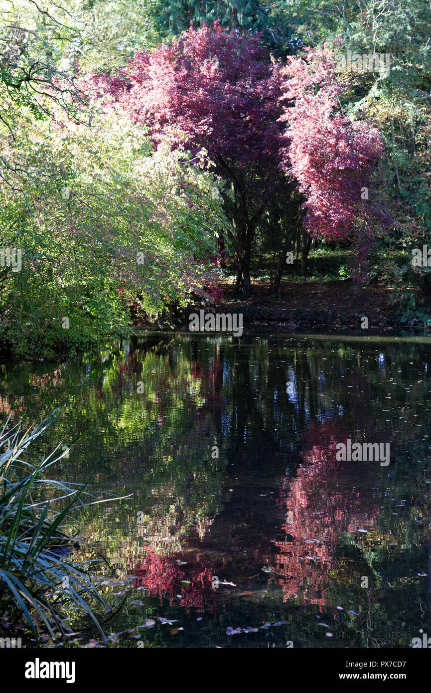 Alberi colorati e il lago di riflessioni in autunno REGNO UNITO Foto Stock