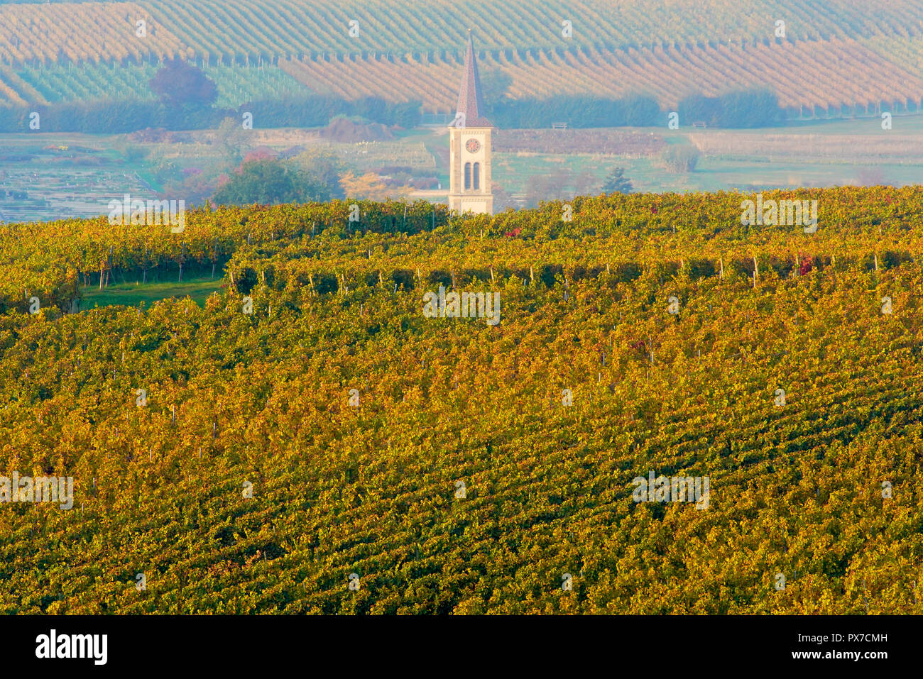 I pittoreschi vigneti in autunno colori, Baden Württemberg. Germania. Foto Stock I pittoreschi vigneti in autunno colori, Baden Württemberg. Germania. Foto Stock