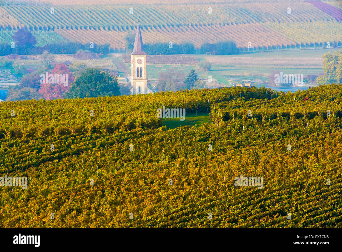 I pittoreschi vigneti in autunno colori, Baden Württemberg. Germania. Foto Stock I pittoreschi vigneti in autunno colori, Baden Württemberg. Germania. Foto Stock