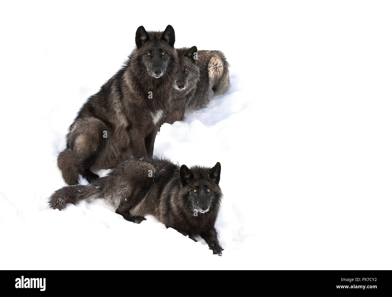Tre neri il lupo (Canis lupus) ritratto isolato su sfondo bianco seduta in inverno la neve in Canada Foto Stock Tre neri il lupo (Canis lupus) ritratto isolato su sfondo bianco seduta in inverno la neve in Canada Foto Stock