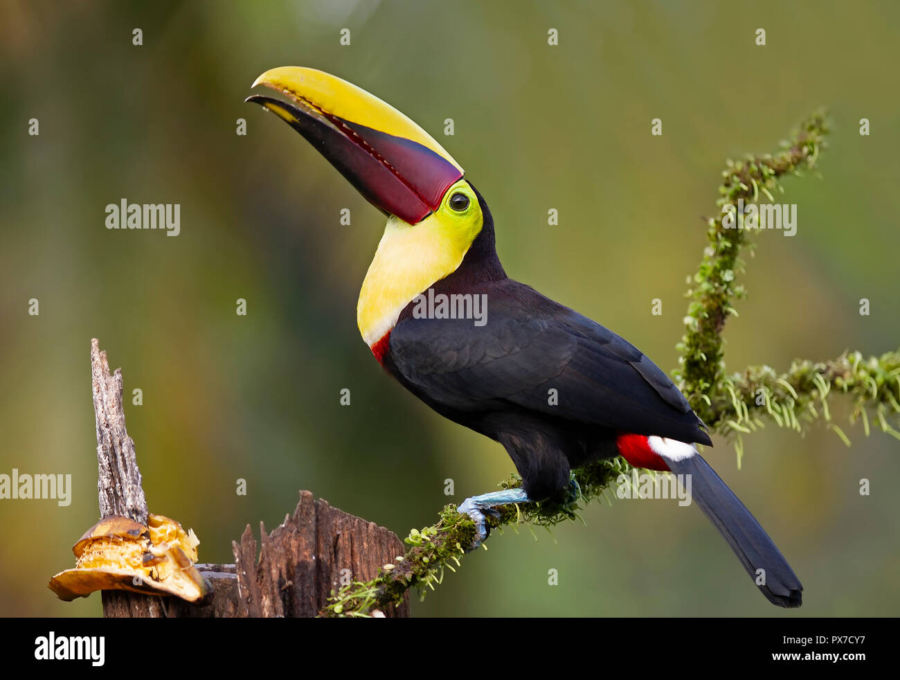 Toucan dalla gola gialla (mandibola nera) arroccato su una diramazione in Costa Rica Foto Stock