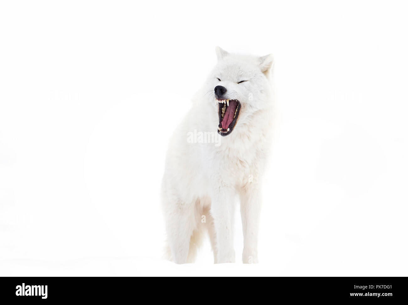 Un artico solitario Lupo (Canis lupus arctos) Corteccia isolata su sfondo bianco in Canada Foto Stock