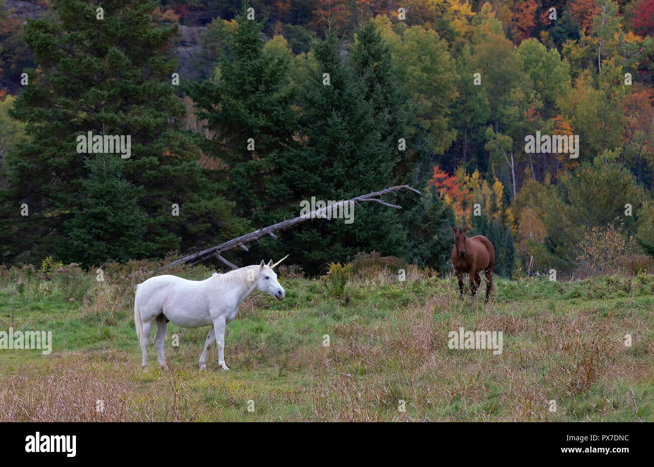 Il mitico unicorn lambisce in un campo erboso accanto a un fienile in Canada Foto Stock