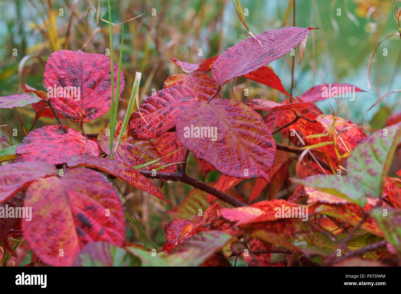 Foglie di autunno, autunno sfondo rosso, fogliame degli alberi Foto Stock