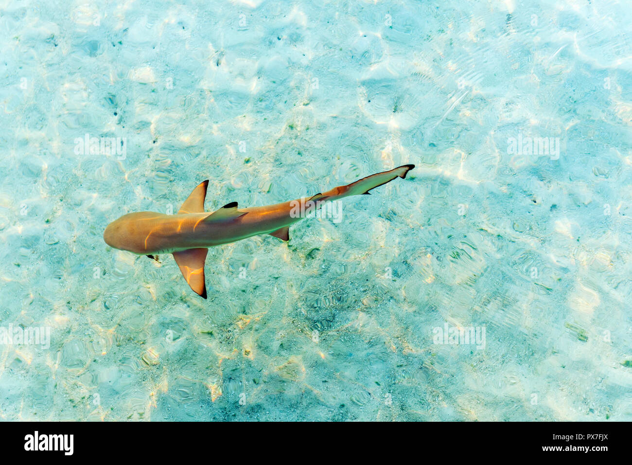 Shark vicino alla riva, Maldive. Vista dall'alto. Con il fuoco selettivo Foto Stock