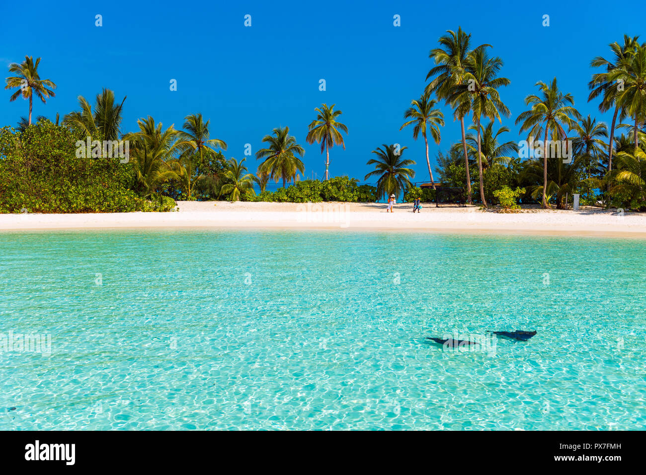 Vista del paradiso spiaggia sabbiosa, Maldive. Copia spazio per il testo Foto Stock