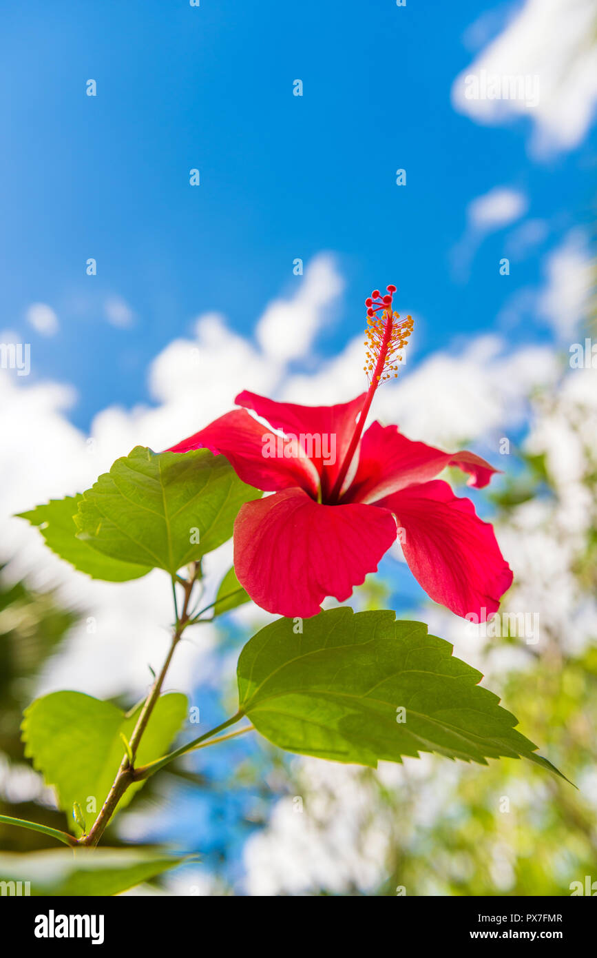 Vista del fiore rosso, Moalboal, Cebu, Filippine. Close-up. Con il fuoco selettivo. In verticale Foto Stock