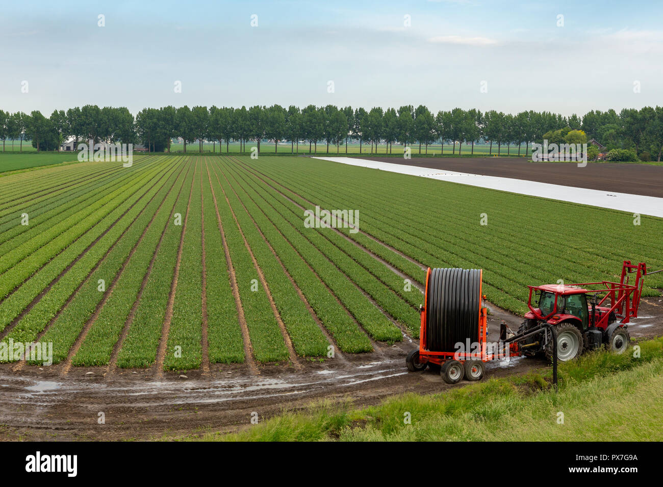 Trattore rosso con impianto di irrigazione a spruzzo per spruzzare un bulbo di fiori di campo in Abbenes nei Paesi Bassi. Foto Stock