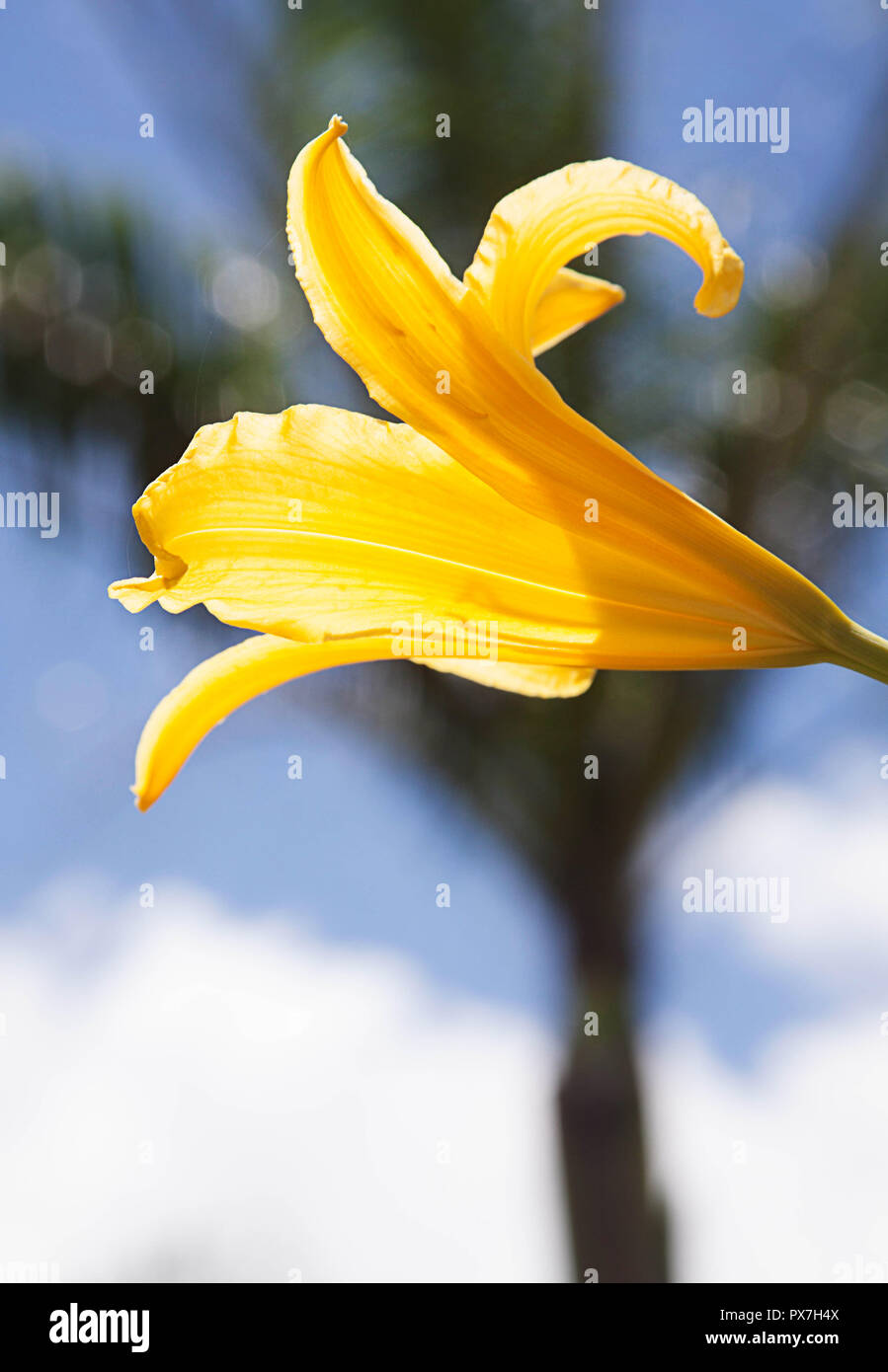 Bellissimo fiore giallo Foto Stock