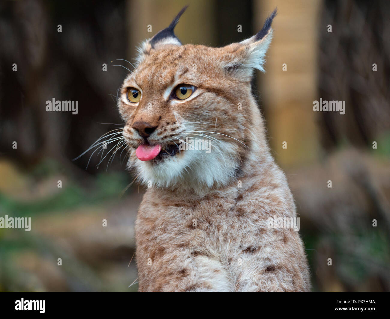 Eurasian (Lynx Lynx lynx) Captive fotografia Foto Stock