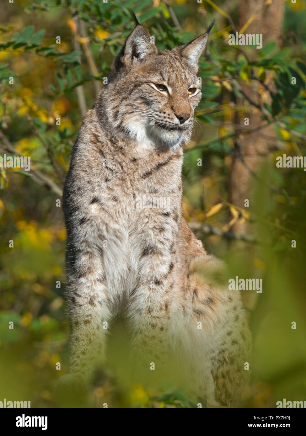 Eurasian (Lynx Lynx lynx) Captive fotografia Foto Stock