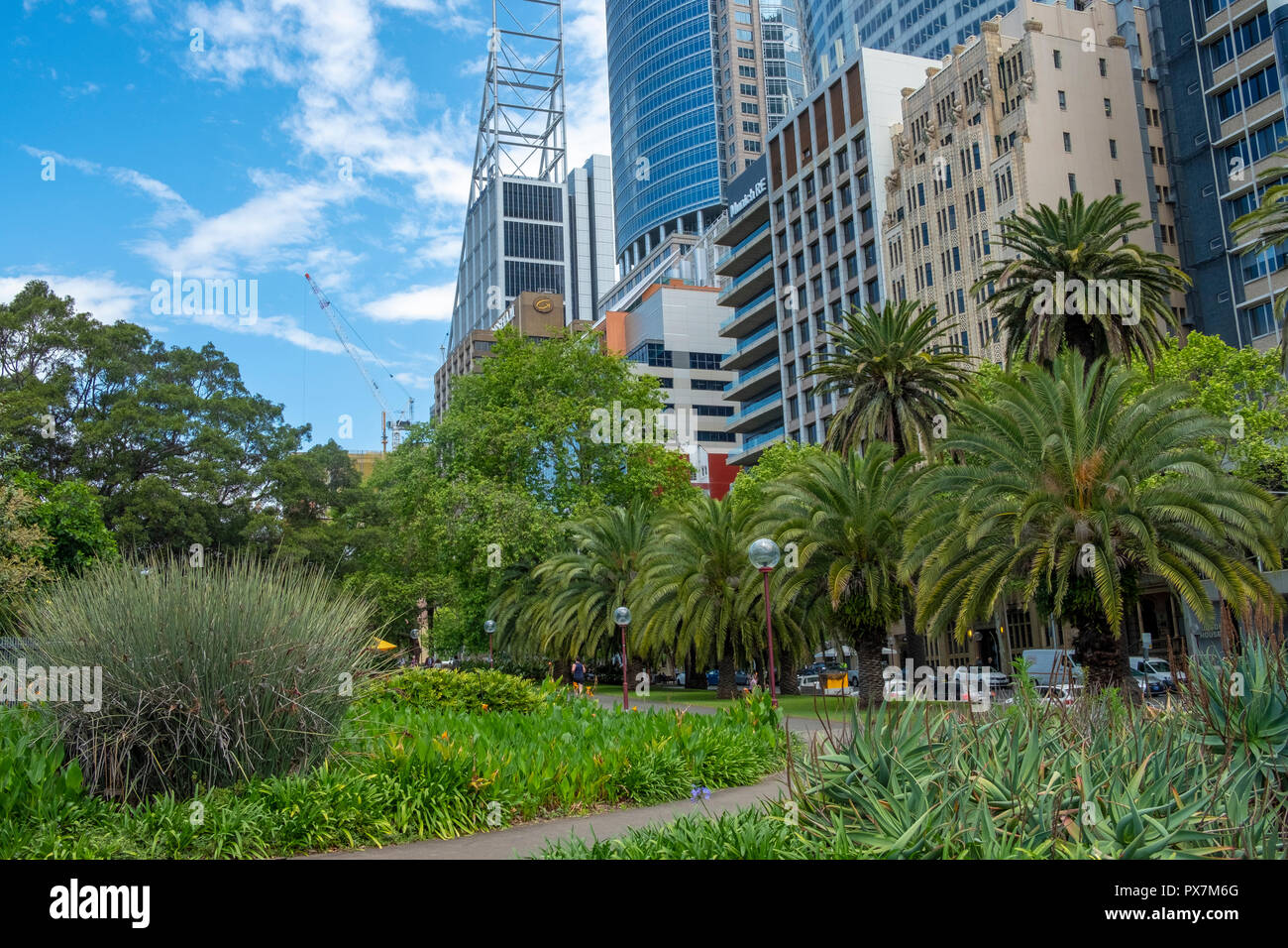 Le palme del giardino botanico reale e grattacieli in Macquarie Street, Sydney, Australia Foto Stock