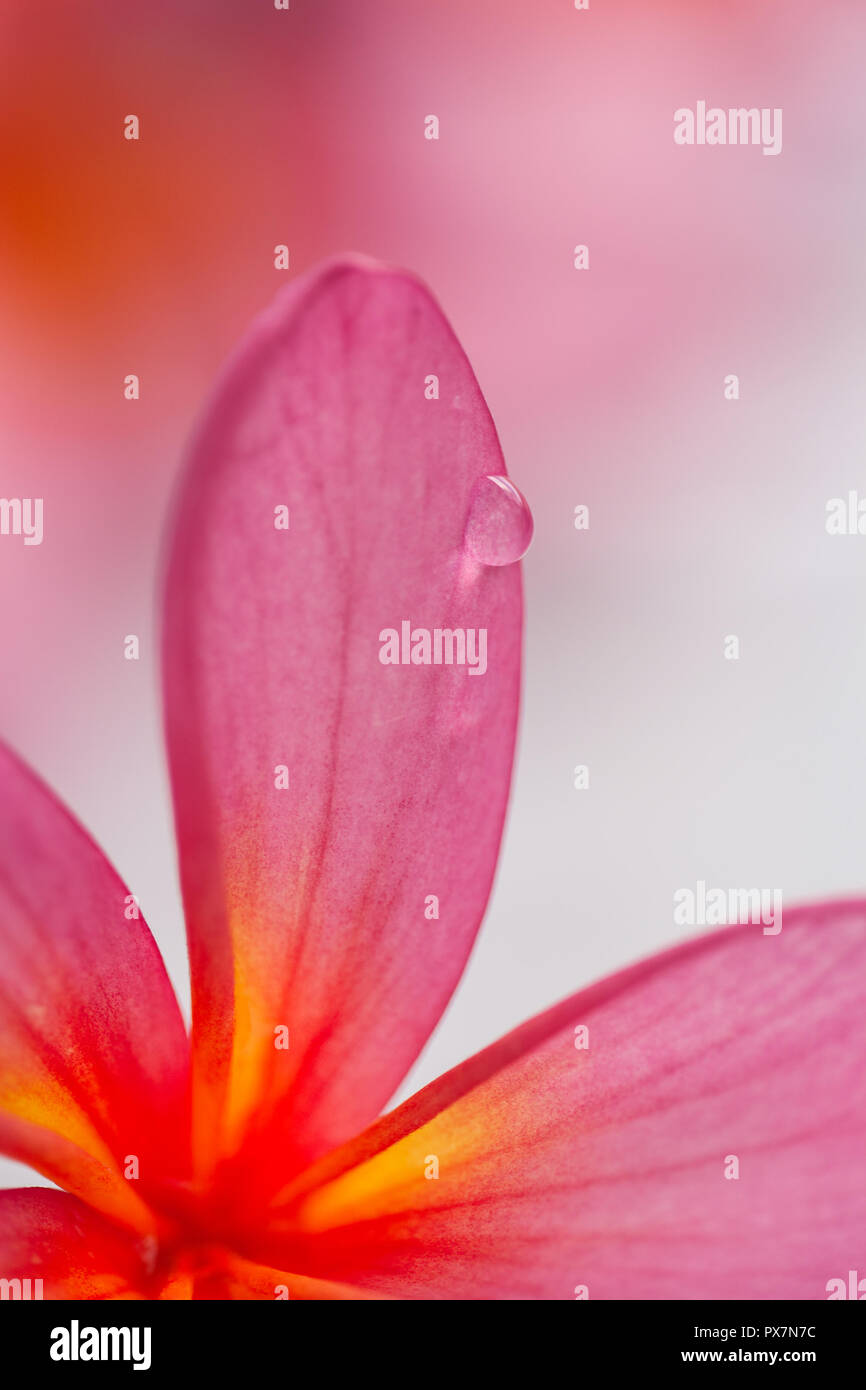 Rosa e giallo plumeria, piante fiorite nella famiglia dogbane - frangipani con gocce d'acqua. Foto Stock